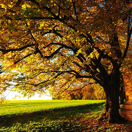 Big tree in the autumn