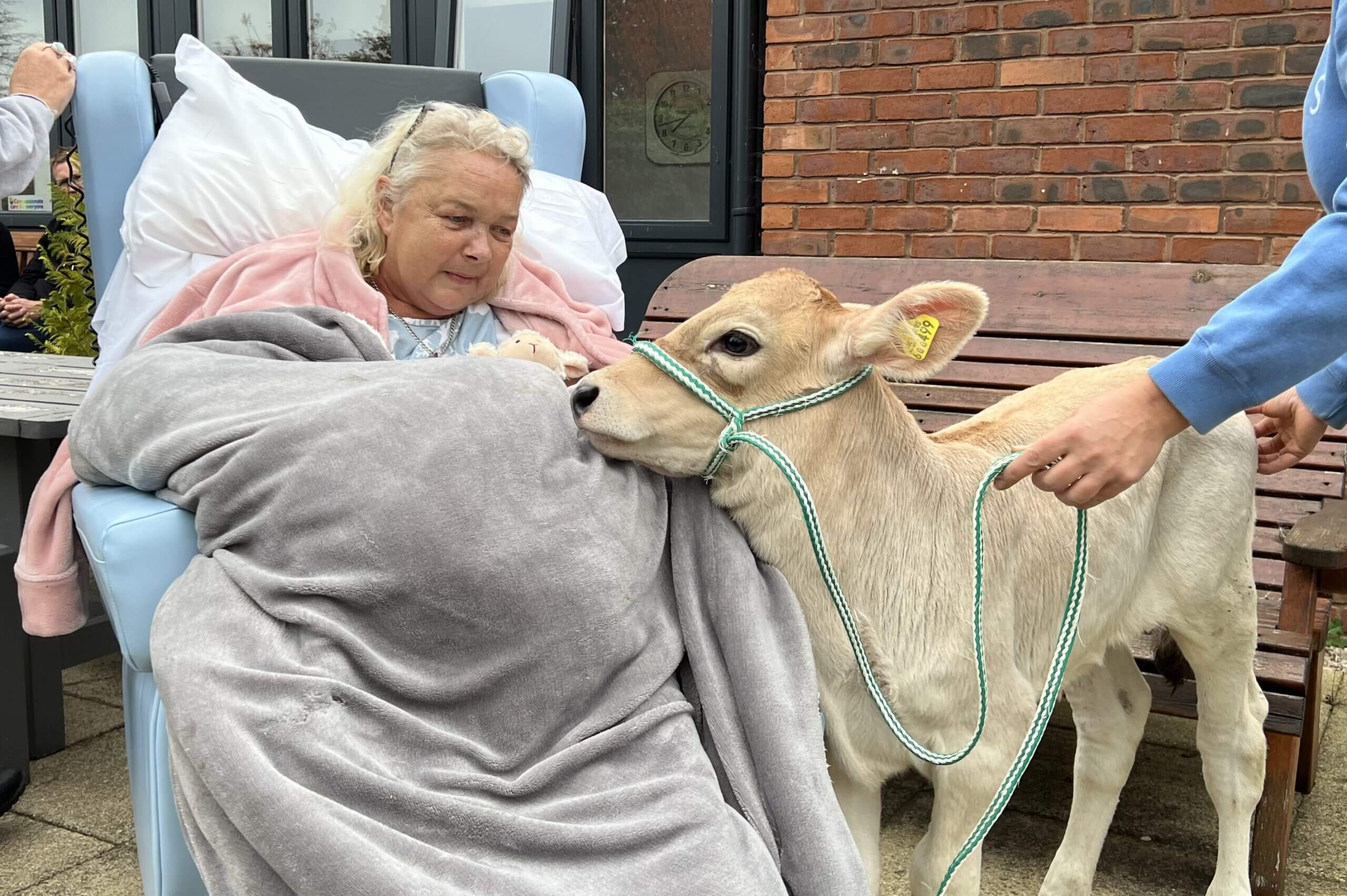 Patient sat in a chair outside with a calve stood next to them.